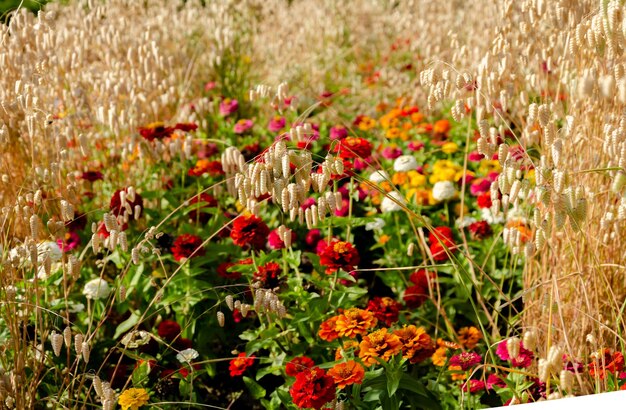 Een bloemenveld met een bord waarop 'het woord' staat