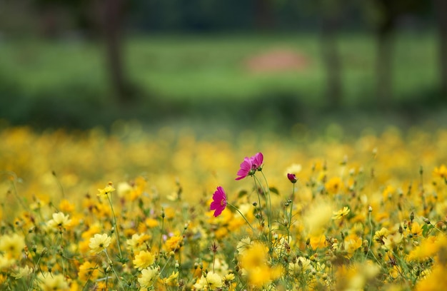 Een bloemenveld met een enkele roze bloem in het midden