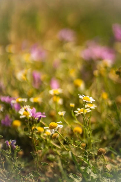 Een bloemenveld met een gele en witte bloem op de voorgrond