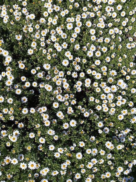 Een bloemenveld met een groene achtergrond en een witte en gele bloem.