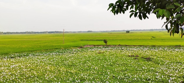 Een bloemenveld op het platteland