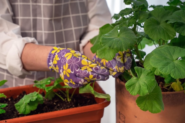 Een bloemistvrouw herplant bladeren zorgt voor maakt een mooie plantenbak van pilargonium bloemen Mooi vers boeket Opleiding masterclasses en bloemisterijcursussen Europese bloem