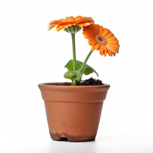 Een bloempot met daarin twee oranje bloemen