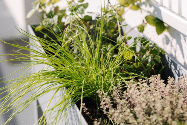 Een bloempot met zaailingen van planten en diverse soorten groen onder het raam op het terras