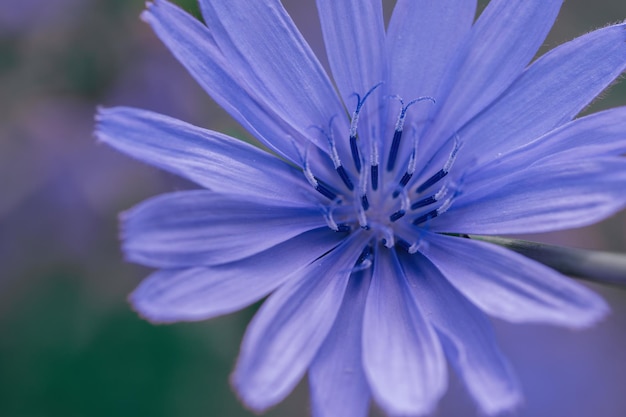 Foto een boeiend gezicht een betoverende blauwviolet bloem in volle bloei straalt schoonheid en sereniteit uit in één frame