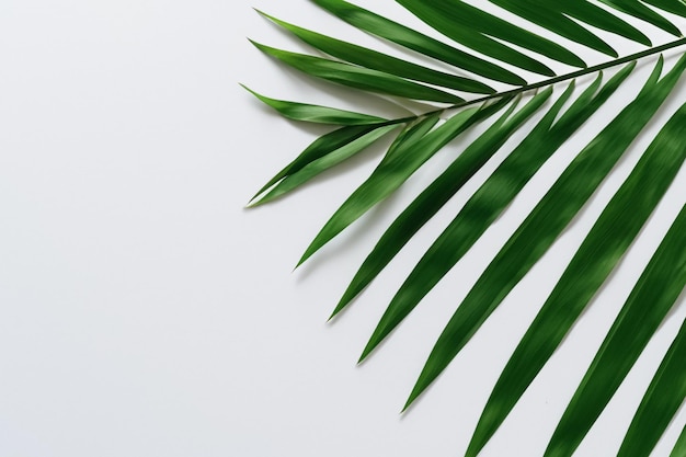 Een boeiende achtergrond van palmbladeren met prachtig wit papier