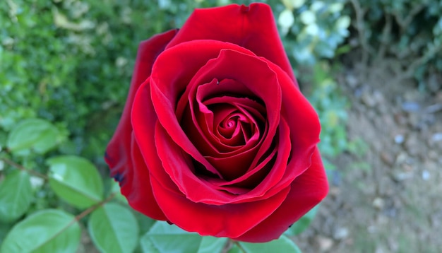 Een boeiende foto van een rode roos omarm de schoonheid van liefde en romantiek