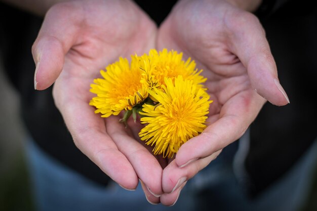 een boeket gele paardebloembloemen in de handen gevouwen in de vorm van een hart