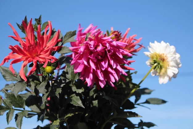 Een boeket grote dahlia's in de tuin tegen de blauwe lucht