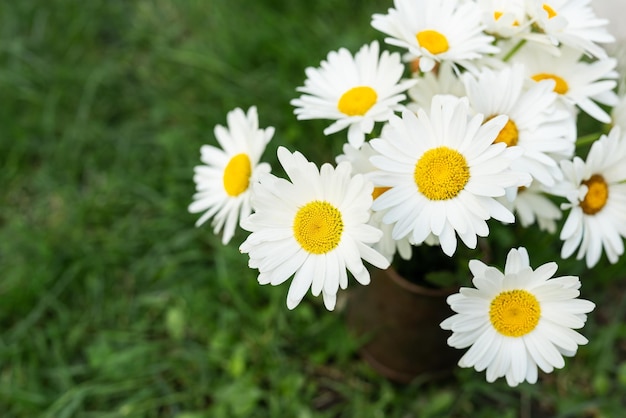 Een boeket madeliefjes staat in een vaas op het gras Kamille bloeit op een zomerdag Kamille bloeit op een boeketplaats voor een inscriptie