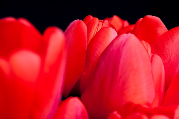 Een boeket mooie rode tulpen