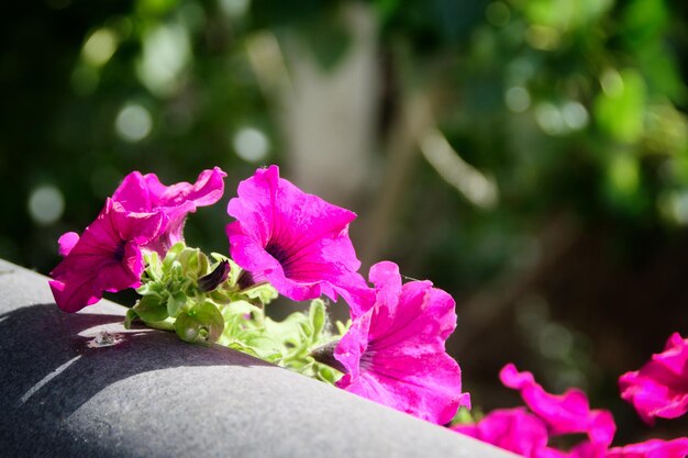 Een boeket petunia's op de borstwering van een openbare weg en een ongerichte achtergrond.