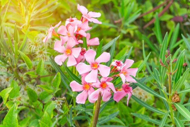 Foto een boeket roze bloemblaadjes van geurige zoete oleander of roosbaai bloeit op groene blad achtergrond