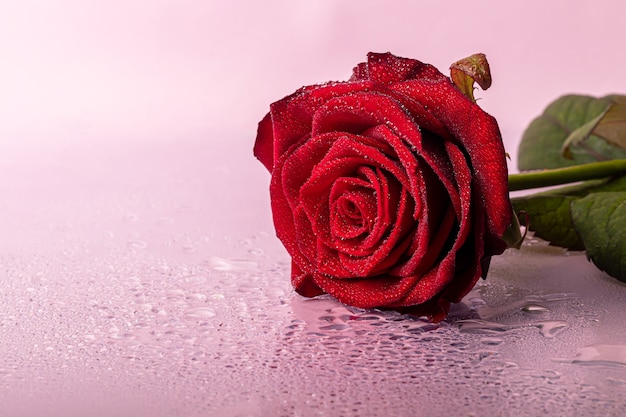 Een boeket rozen voor de vakantie. Vrouwendag, Valentijnsdag, naamdag. Op een roze achtergrond met reflectie. Kopieer ruimte