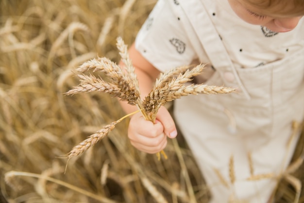 Een boeket tarweaartjes in een kinderhandje