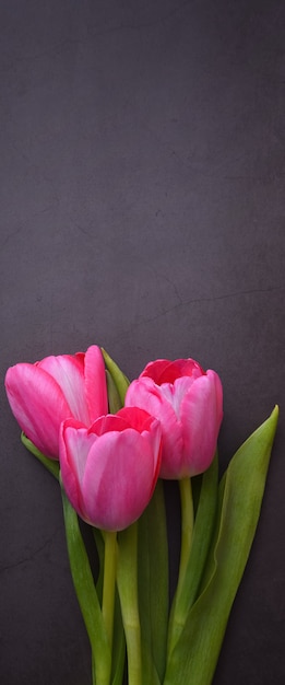 Een boeket van mooie felroze tulp close-up tegen een donkergrijs gepleisterde muur.