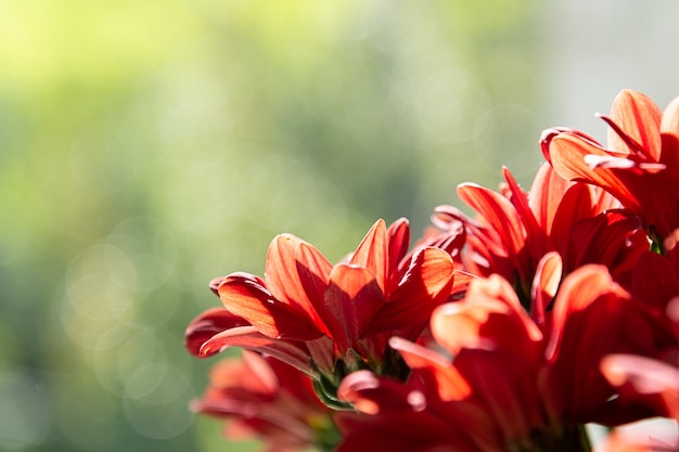 Een boeket van rode chrysanten op een groene achtergrond.