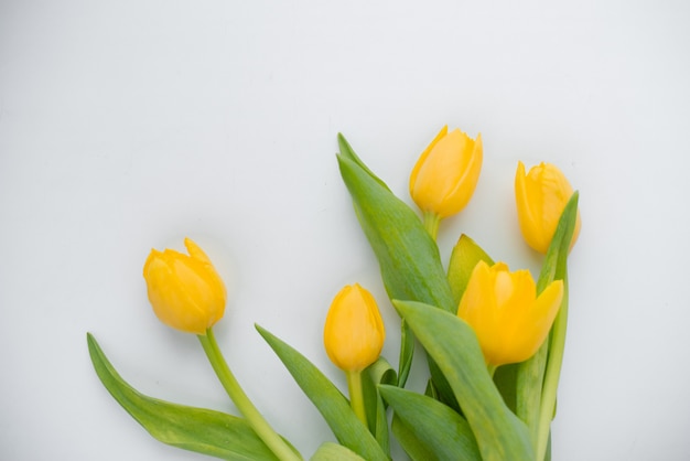 Een boeket van verse, mooie tulpen gerangschikt op wit