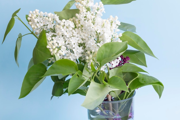 Een boeket van witte lentegeurende lila met groene bladeren op een blauwe achtergrond