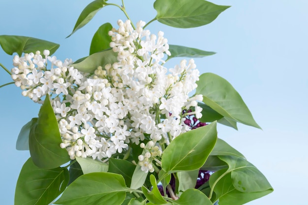 Een boeket van witte lentegeurende lila met groene bladeren op een blauwe achtergrond