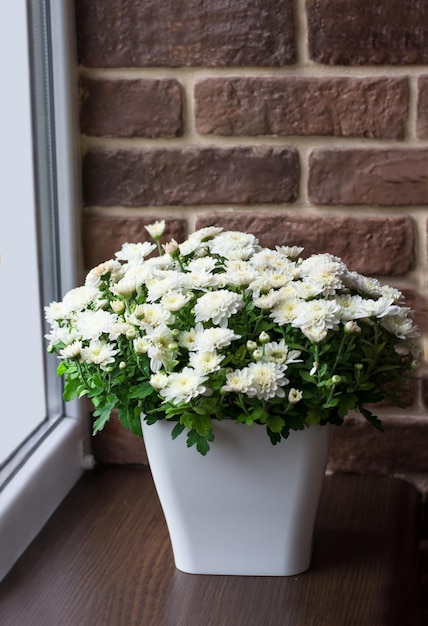 Een boeket witte chrysaten in een witte pot op de vensterbank Binnenbloemen op het balkon