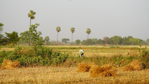 Foto een boer die op zijn veld oogst