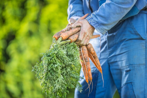 Een boer houdt in zijn handen vers gerijpte wortelen in de tuin.