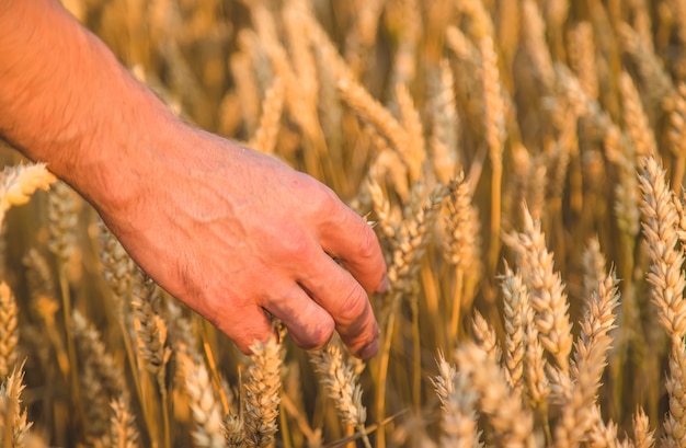 Een boer houdt korenaren in zijn hand in het veld. selectieve aandacht.