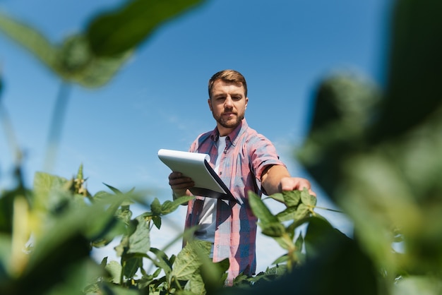 Een boer inspecteert een groen sojabonenveld. Het concept van de oogst