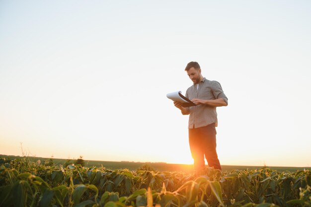 Een boer inspecteert een groen sojabonenveld Het concept van de oogst