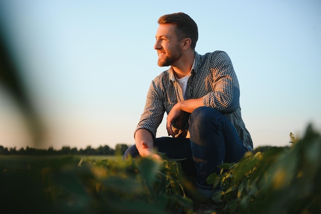 Een boer inspecteert een groen sojabonenveld Het concept van de oogst