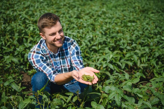 Een boer inspecteert een groen sojabonenveld Het concept van de oogst