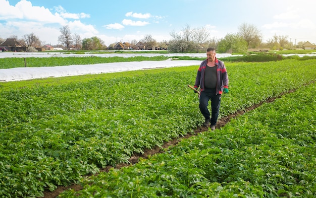 Een boer loopt door een aardappelplantage na het verwijderen van spingebonden agrofibre