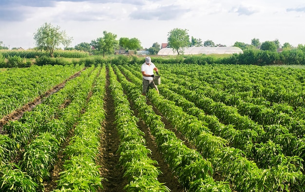 Foto een boer loopt door een plantageveld en verspreidt meststoffen agro-industrie teelt van zoete paprika's verzorging van gewassen hard werk en traditionele landbouw voeding van groenten met minerale complexen