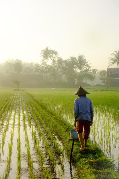 Foto een boer loopt 's ochtends door een rijstveld.