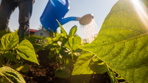 Foto een boer met een tuinwaterpot water de groenteplanten in de zomer tuinbouwconcept landbouwplanten groeien in de bedrijvende rij