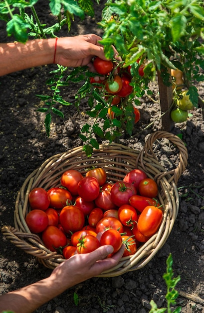 Een boer oogst tomaten in de tuin Selectieve focus