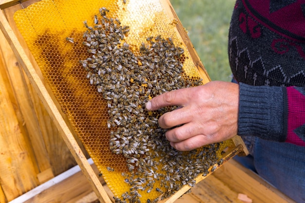 Een boer op een bijenstal houdt frames vast met washoningraten Geplande voorbereiding voor het verzamelen van honing