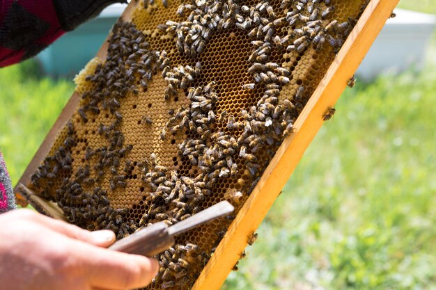 Een boer op een bijenstal houdt frames vast met washoningraten Geplande voorbereiding voor het verzamelen van honing