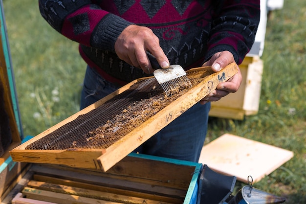 Een boer op een bijenstal houdt frames vast met washoningraten geplande voorbereiding