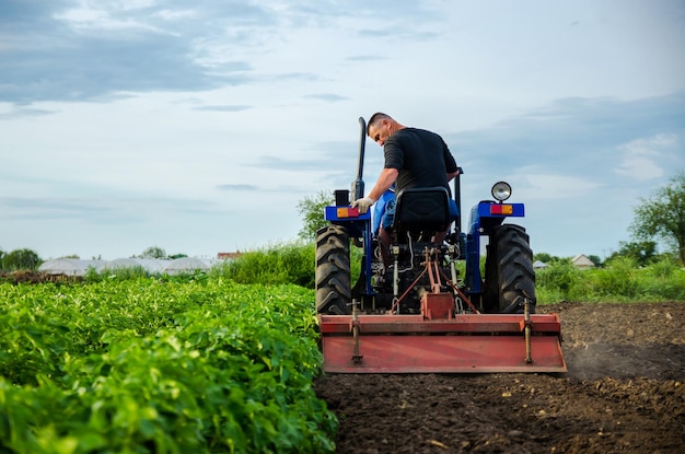 Een boer op een tractor verwijdert de toppen na de oogst Ontwikkeling van agrarische economie Agrarische landbouw Losmaken van grondbewerking Ploegen Landbouwgrond voorbereiden voor een nieuwe aanplant