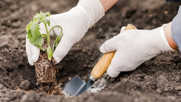 Een boer plant jonge zaailingen van tomatenplanten in de tuin Landbouw en het concept van landbouw