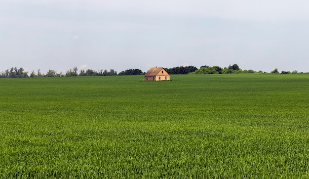 Een boerderij in een veld met groene granen