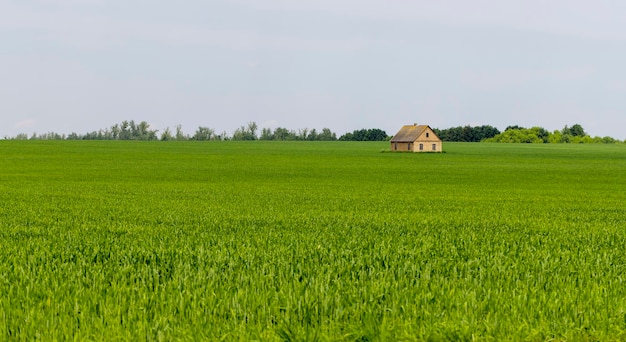 Een boerderij in een veld met groene granen