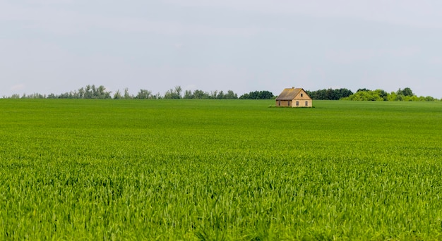 Een boerderij in een veld met groene granen