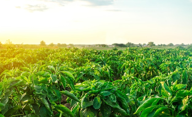 Een boerenveld beplant met pepergewassen Capsicumpepers, prei en aubergines kweken