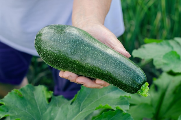 Een boerin houdt een rijpe courgette in haar hand. Courgette oogsten