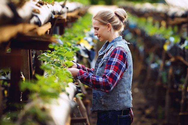 een boerin in een geruit hemd kweekt aardbeien in een kas