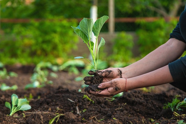 Een boerin plant kool in haar tuin Selectieve focus