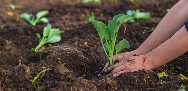 Een boerin plant kool in haar tuin Selectieve focus